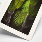 HAHNEMÜHLE Bamboo 290g