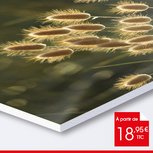 15x20 forex